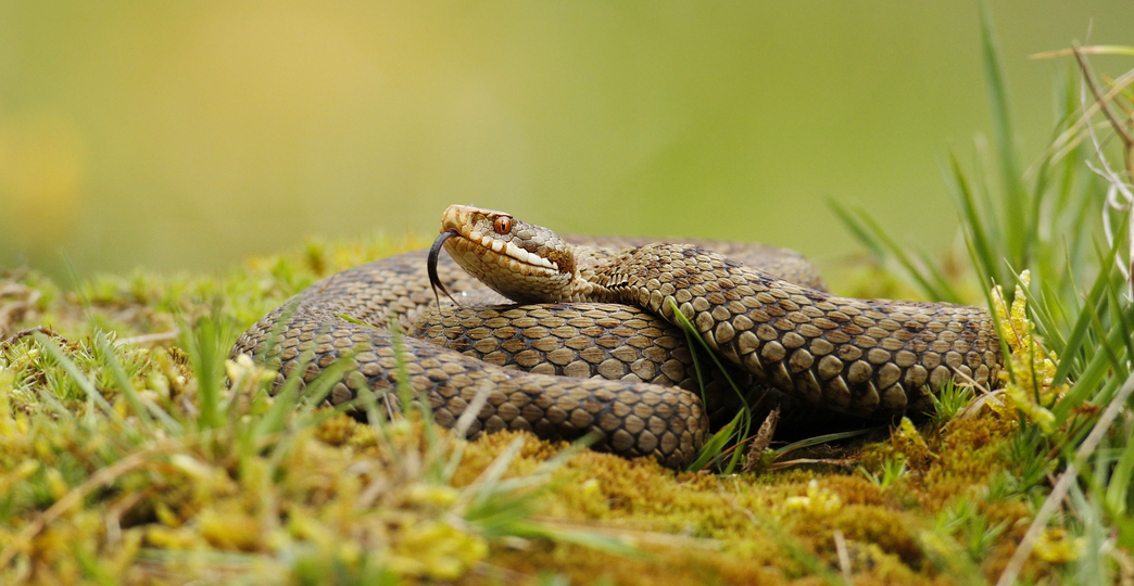 Identify UK snakes The Wildlife Trusts